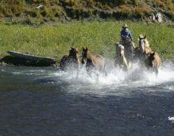 Each morning the wranglers bring in the herd at Rainbow Trout Ranch